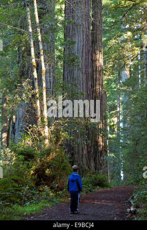 Ein kleiner Junge bewundert die Redwood-Bäume entlang Lady Bird Johnson Grove in Prairie Creek State Park, Redwood National Park, California Stockfoto