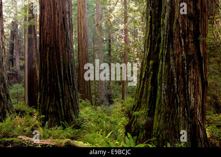 Redwood-Bäume im Prairie Creek State Park, Redwood National Park, Kalifornien. Stockfoto