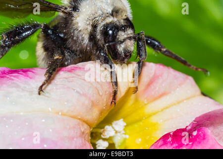 Nahaufnahme der eine Biene auf einer bunten Petunie Stockfoto