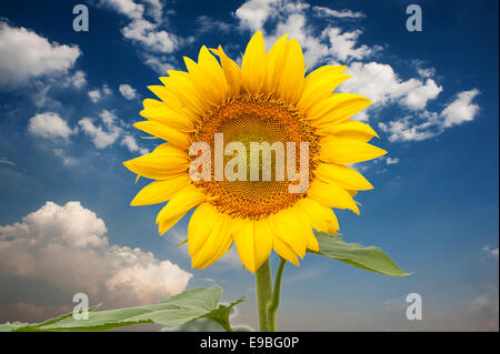 Blühenden Sonnenblumen gegen blauen Himmel Stockfoto