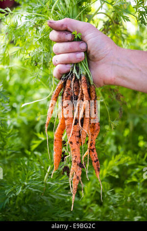 Hände halten eine Reihe von frisch geernteten Karotten von einem lokalen Hause Garten Stockfoto