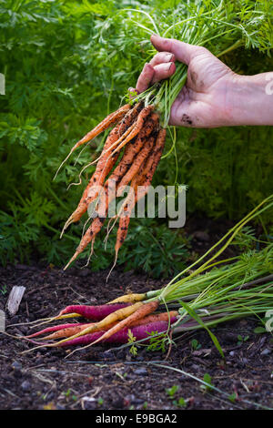 Hände halten eine Reihe von frisch geernteten Karotten von einem lokalen Hause Garten Stockfoto