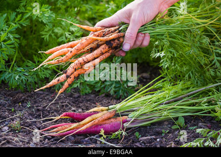 Hände halten eine Reihe von frisch geernteten Karotten von einem lokalen Hause Garten Stockfoto