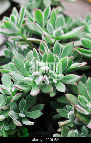 saftig, Echeveria Pulvinata, Echeveria, crassulaceae Stockfoto