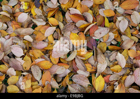 Prunus Sargentii Columnaris. Gefallener säulenförmigen Sargent Cherry Baum Blätter im Herbst Stockfoto