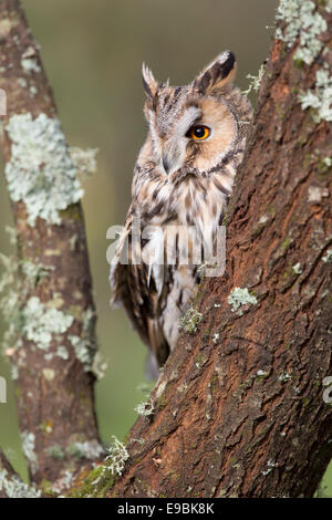 Lange Eared Eule; ASIO Otus; UK Stockfoto