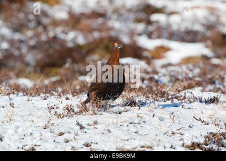 Moorschneehühner; Lagopus Lagopus; Männlich; Schottland; UK Stockfoto