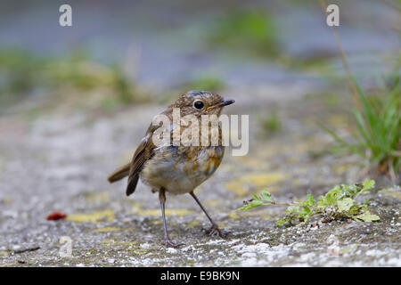 Robin; Erithacus Rubecula; Juvenile; UK Stockfoto