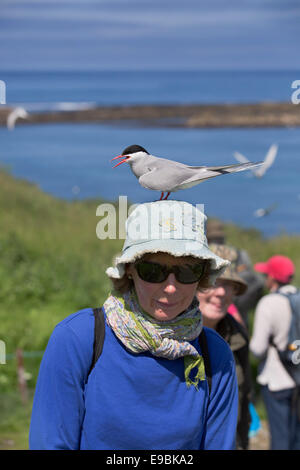 Küstenseeschwalbe; STERNA Paradisaea; auf den Kopf einer Frau; Farne Islands; UK Stockfoto