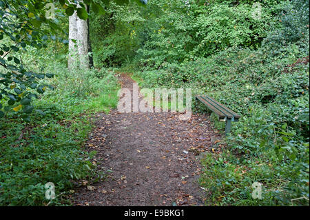 eine Parkbank auf einen Waldweg in Großbritannien im Herbst Stockfoto