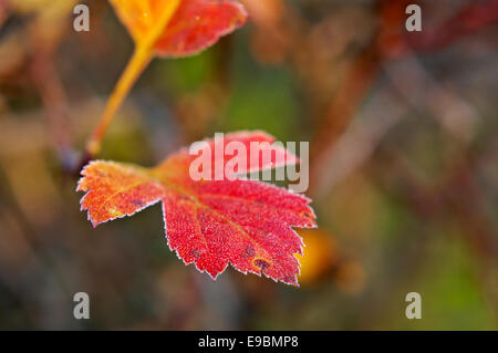 Frost bedeckt Blatt Hintergrundbeleuchtung durch das Licht der aufgehenden Sonne. Stockfoto