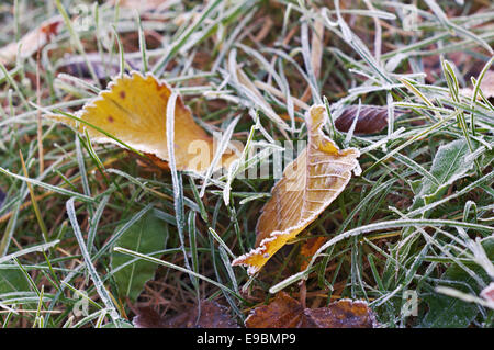 Bunte Herbstblätter mit Abstauben von Frost. Stockfoto
