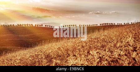 Wunderschöne Herbstlandschaft, trockenen goldene Weizenfelder im milden Abendlicht, herbstliche Erntezeit, Landschaft panorama Stockfoto