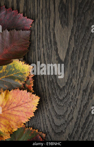 Herbst Weißdorn Blätter auf alten Eichentisch direkt von oben Stockfoto