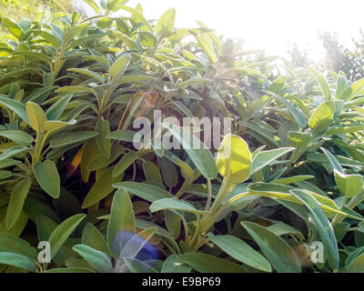 Salbei, Salvia Officinalis, Stockfoto