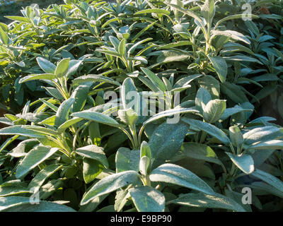 Salbei, Salvia Officinalis, Stockfoto