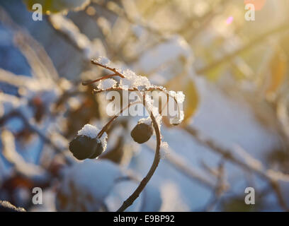 Bunte Herbstblätter mit Abstauben von Frost. Stockfoto