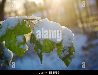 Bunte Herbstblätter mit Abstauben von Frost. Stockfoto