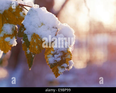 Bunte Herbstblätter mit Abstauben von Frost. Stockfoto