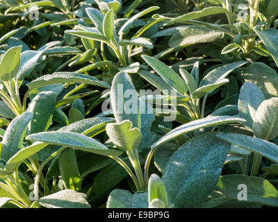 Salbei, Salvia Officinalis, Stockfoto