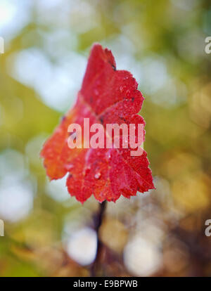 Frost bedeckt Blatt Hintergrundbeleuchtung durch das Licht der aufgehenden Sonne. Stockfoto