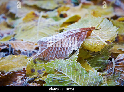 Bunte Herbstblätter mit Abstauben von Frost. Stockfoto