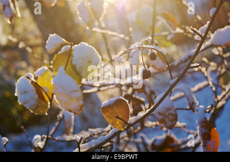Bunte Herbstblätter mit Abstauben von Frost. Stockfoto