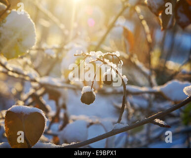 Bunte Herbstblätter mit Abstauben von Frost. Stockfoto