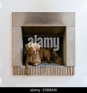 Der Chesapeake Bay Retriever in Kamin - Hot Dog! Stockfoto