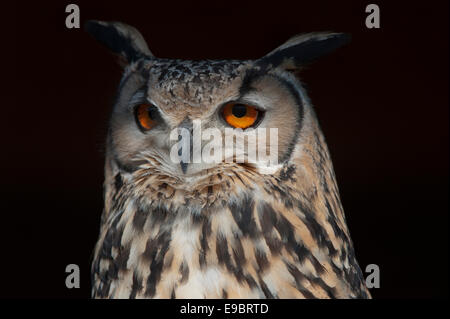 Porträt von einem Uhu hautnah Stockfoto
