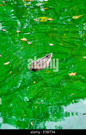 Eine weibliche Stockente schwimmt auf einem dicken Abschaum (oder Blüte) giftiger blaugrüner Algen (Cyanobakterien) in einem See in einem öffentlichen Park in Bristol, Großbritannien Stockfoto