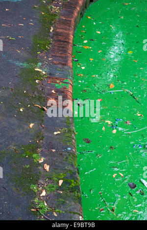 Ein dicker Abschaum (oder Blüte) toxischer blaugrüner Algen (Cyanobakterien) in einem See in einem öffentlichen Park in Bristol, Großbritannien Stockfoto