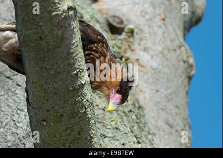 Südlichen crested Karakara auf einem Baum Stockfoto