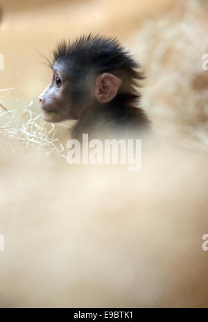 München, Deutschland. 24. Oktober 2014. Die sechs-Wochen-alte Bohren nachkommen, die "Telefonat" in seinem Gehege des Tierpark Hellabrunn in München, Deutschland, 24. Oktober 2014 abgebildet ist. Telefonat wurde am 11. September 2014 geboren. Der Bohrer ist eines der am stärksten bedrohten Arten von Affen. Bildnachweis: Dpa picture Alliance/Alamy Live News Stockfoto