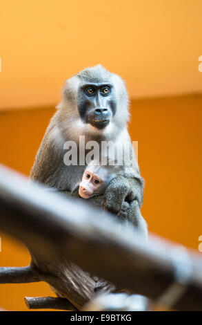 München, Deutschland. 24. Oktober 2014. Bohren Sie Mutter "Kaduna" und ihre sechs Wochen alte nachkommen, die "Telefonat" in ihrem Gehege des Tierpark Hellabrunn in München, Deutschland, 24. Oktober 2014 abgebildet sind. Telefonat wurde am 11. September 2014 geboren. Der Bohrer ist eines der am stärksten bedrohten Arten von Affen. Bildnachweis: Dpa picture Alliance/Alamy Live News Stockfoto