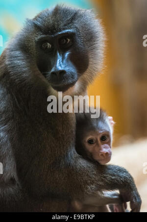 München, Deutschland. 24. Oktober 2014. Bohren Sie Mutter "Kaduna" und ihre sechs Wochen alte Nachkommen "Telefonat" in ihrem Gehege des Tierpark Hellabrunn in München, Deutschland, 24. Oktober 2014 sitzen. Telefonat wurde am 11. September 2014 geboren. Der Bohrer ist eines der am stärksten bedrohten Arten von Affen. Bildnachweis: Dpa picture Alliance/Alamy Live News Stockfoto