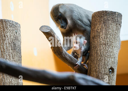 München, Deutschland. 24. Oktober 2014. Bohren Sie Mutter "Kaduna" und ihre sechs Wochen alte nachkommen, die "Telefonat" in ihrem Gehege des Tierpark Hellabrunn in München, Deutschland, 24. Oktober 2014 abgebildet sind. Telefonat wurde am 11. September 2014 geboren. Der Bohrer ist eines der am stärksten bedrohten Arten von Affen. Bildnachweis: Dpa picture Alliance/Alamy Live News Stockfoto