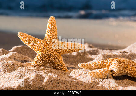 Sonnenaufgang am Strand. Seestern Stockfoto