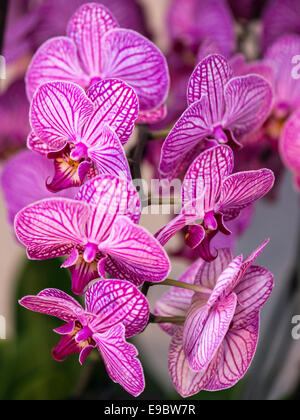 Orchidee lebendige lila mit gestreiften weißen Blütenblättern, rosa Spalte, Hals und Lippen. Stockfoto