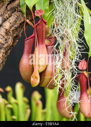 Kannenpflanze [Nepenthes Alata] ist eine weit reichende Art und hat viele unterschiedliche Farbe Muster, Formen, Größen und Formen. Stockfoto