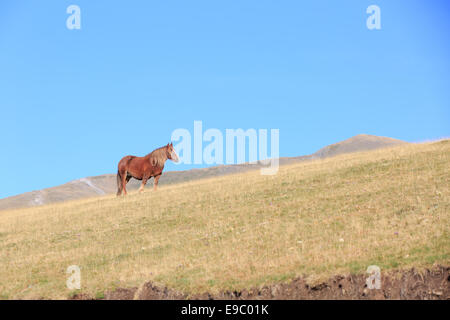 Reiten am steilen Hang des Berges Wiese gegen den klaren blauen Himmel Stockfoto