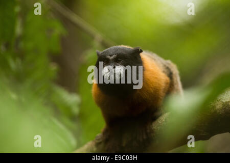 Golden-Jaguaren Tamarin (Saguinus Tripartitus) Stockfoto