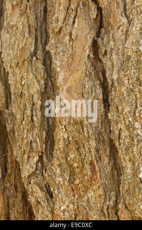 Europäische Lärche Baumrinde Stockfoto