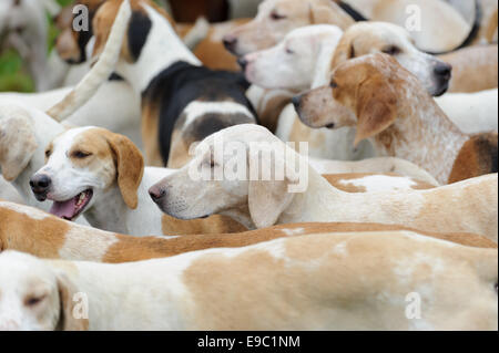 Leicestershire, UK. 24. Oktober 2014. Quorn Fox Hounds bei Meet - Beginn der Jagdsaison Fuchs - Quorn Jagd Öffnung treffen auf den Zwinger. Bildnachweis: Nico Morgan/Alamy Live-Nachrichten Stockfoto