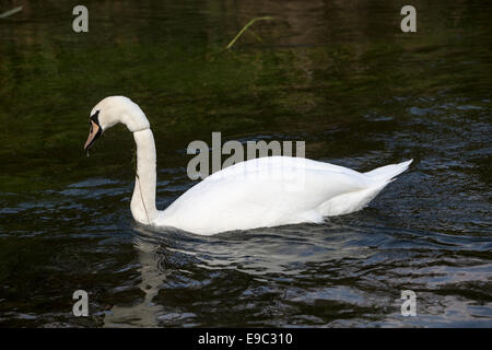 Schwan mit Angelschnur um Hals, Fluss-Test, Hampshire, England Stockfoto