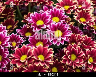 Schöne Display - Asteraceae rot weißes Blütenblatt Fransen mit gelber Mitte. Stockfoto