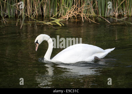 Schwan mit Angelschnur um Hals, Fluss-Test, Hampshire, England Stockfoto