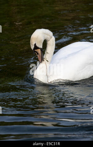 Schwan mit Angelschnur um Hals, Fluss-Test, Hampshire, England Stockfoto