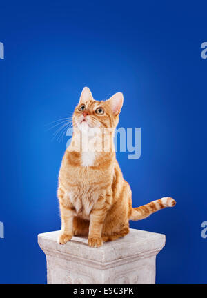 Alert senior 10 jährige Ingwer Katze sitzt auf einer Säule. Stockfoto