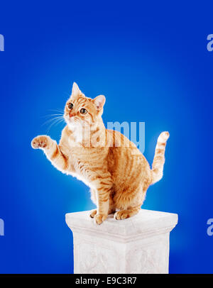 Senioren (10 Jahre) Ingwer Hauskatze sitzt auf einer Säule und Vorderpfote anheben. Stockfoto